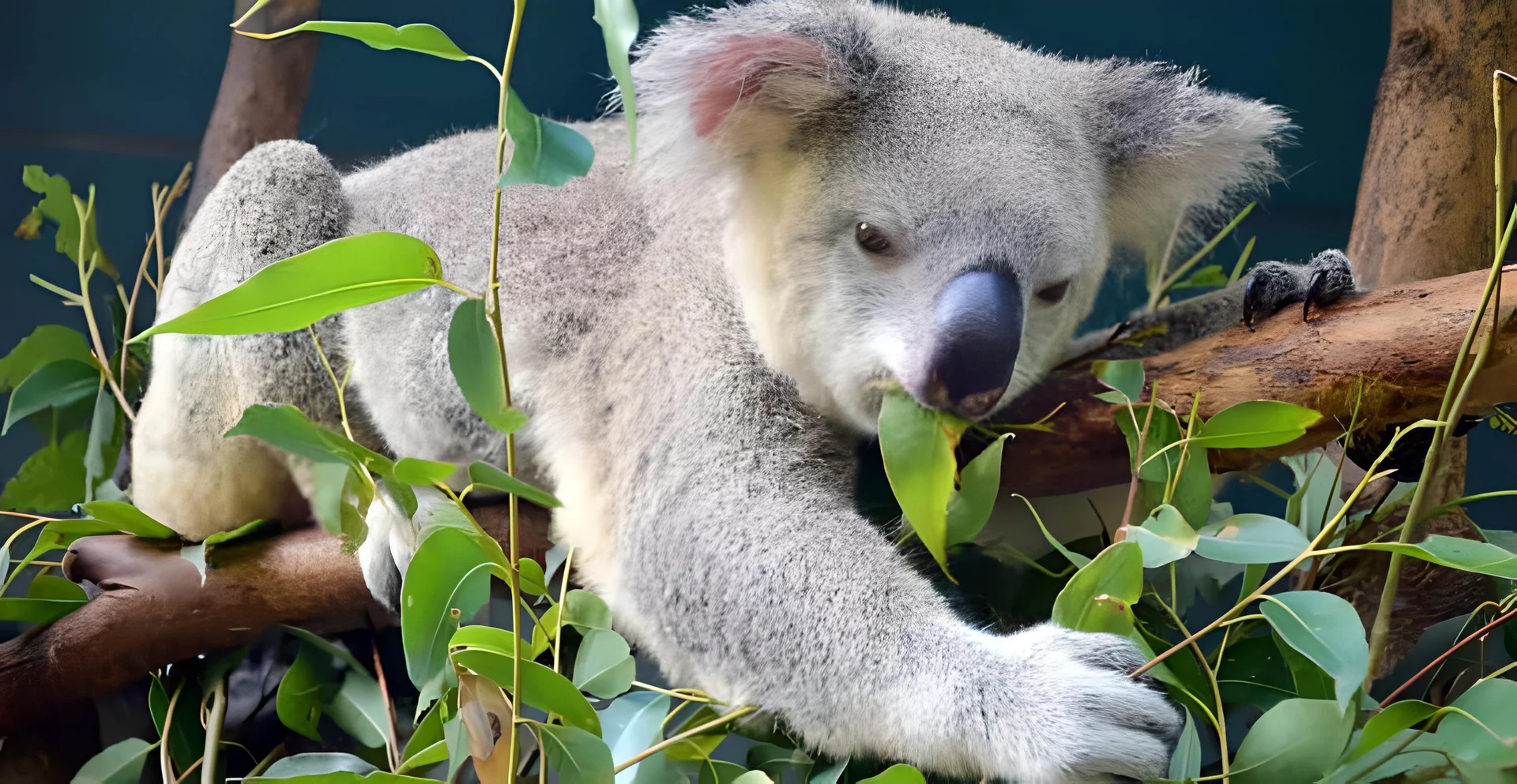 Flights from Auckland to Brisbane