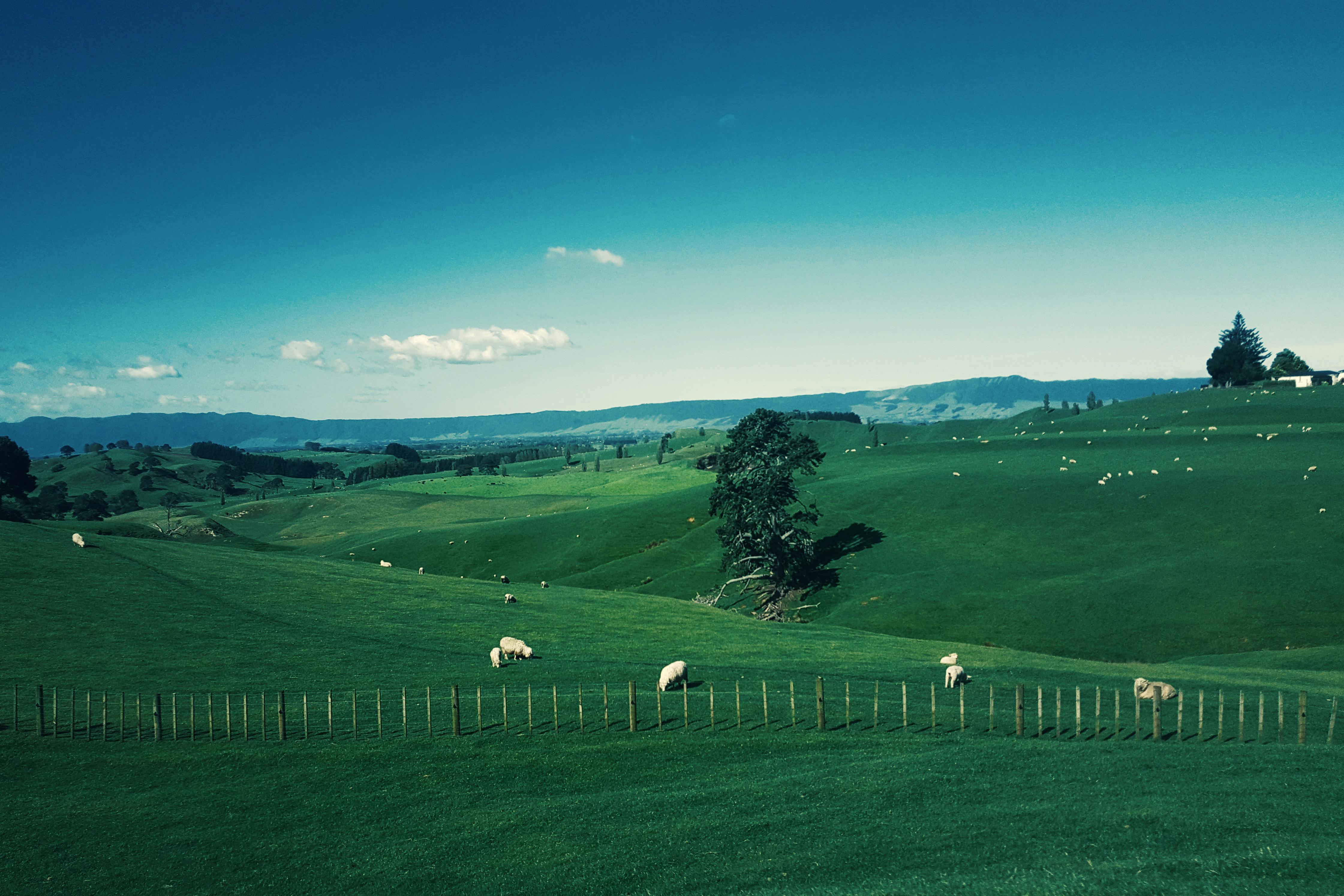 Flights to New Zealand